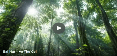 Ánh nắng xuyên qua tán rừng